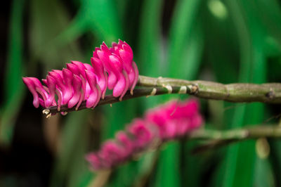 Close-up of pink flower blooming outdoors