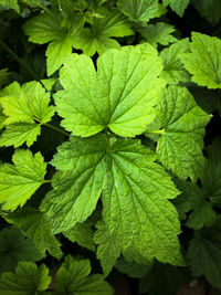 Close-up of green leaves