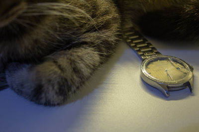 High angle view of cat on table