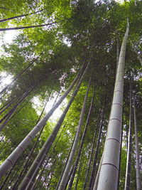 Low angle view of trees in forest