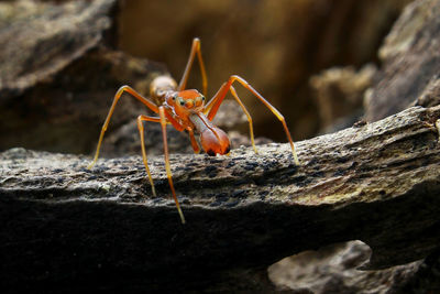 Close-up of insect on rock