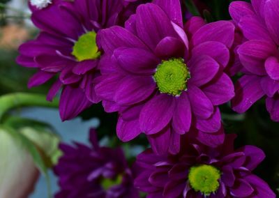 Close-up of flowers blooming outdoors