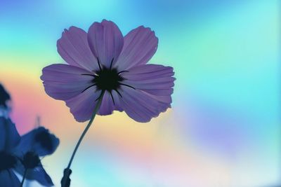 Close-up of purple flower against sky