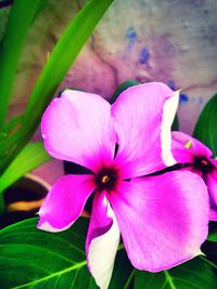 Close-up of pink flower