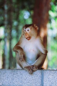 Monkey sitting on tree in forest