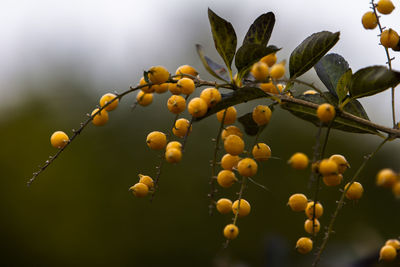 Close-up of fruits growing on tree