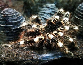 High angle view of crab on rock