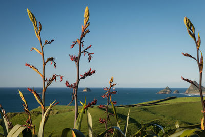 Scenic view of sea against clear blue sky