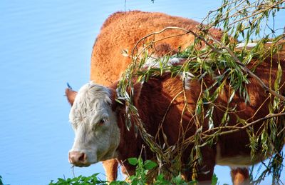 Portrait of cow on field