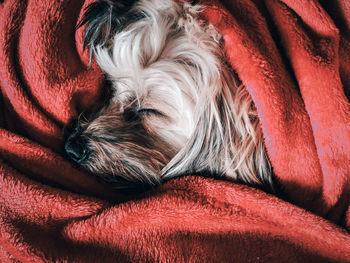 Close-up of dog sleeping on bed