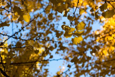 Low angle view of autumn leaves hanging on tree