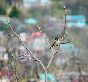 Bird perching on branch