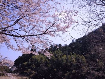 Low angle view of cherry blossoms against sky