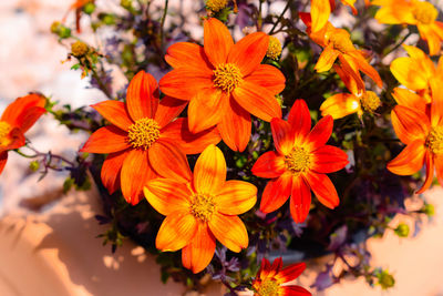 Close-up of orange flowering plants