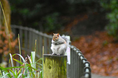 View of squirrel on wood
