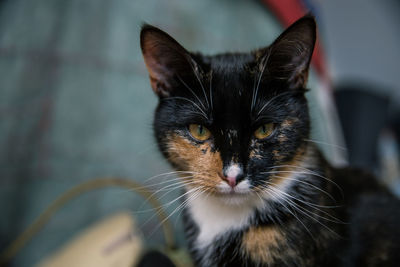 Close-up portrait of cat