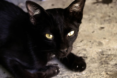 Close-up portrait of black cat
