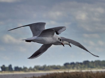 Low angle view of seagull flying in sky