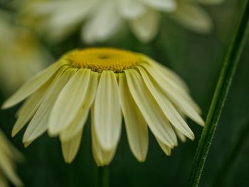 Close-up of yellow flower