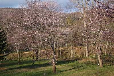 View of cherry trees on field