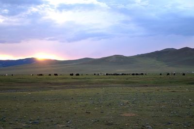 Flock of sheep on field against sky