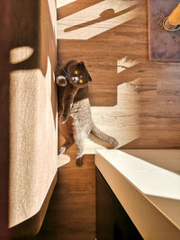 Scottish fold in wood floor catching sun