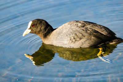 Close-up of duck swimming in lake