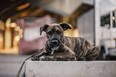Portrait of dog relaxing outdoors