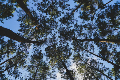 Low angle view of trees against sky
