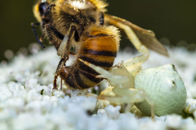 Close-up of a white crab spider feeding on a european bee 