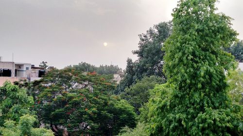 Trees with buildings in background