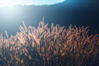 Close-up of plants by lake against sky