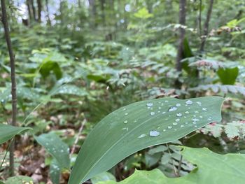 Close-up of raindrops on leaves