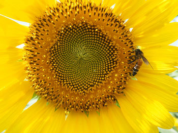 Close-up of sunflower