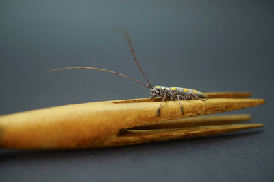 Longhorn beetle at wooden stick