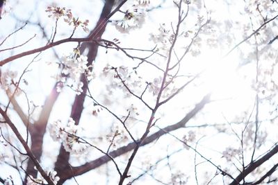 Low angle view of blooming tree against sky