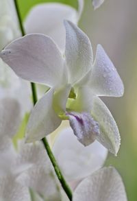 Close-up of purple orchid
