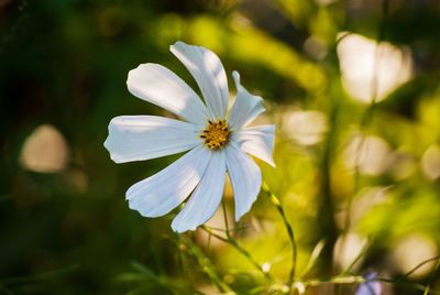 Close-up of flower against blurred background