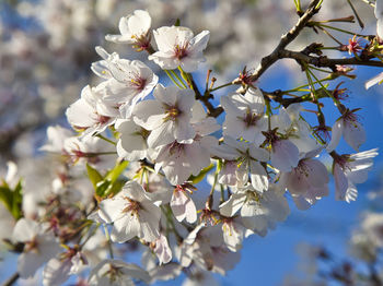 Close-up of white cherry blossom tree