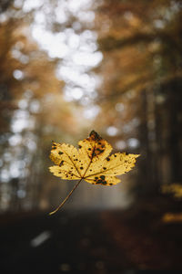 Close-up of yellow maple leaf on tree