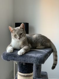 Portrait of cat sitting on seat
