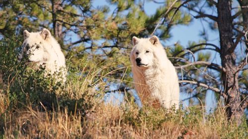 Wolves in a forest