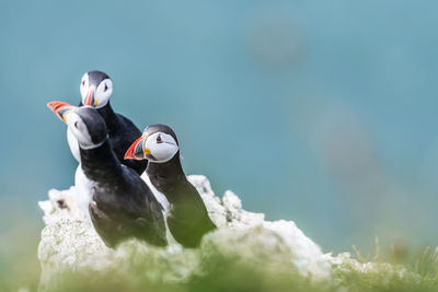 Close-up of birds on rock