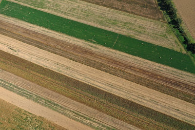 agriculture