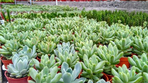 Close-up of plants growing in greenhouse