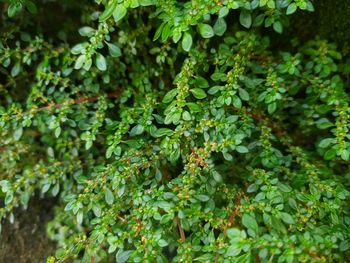 Grass with little leaves