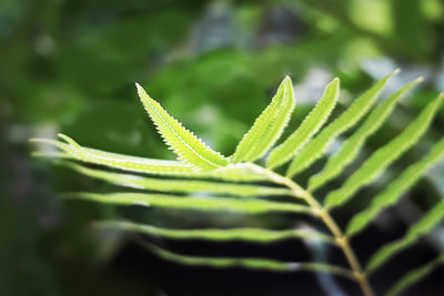 Close-up of fern leaves