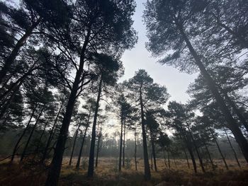 Low angle view of trees in forest against sky