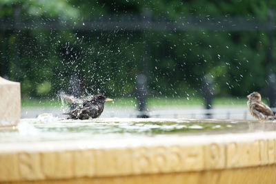 Close-up of bird in a water