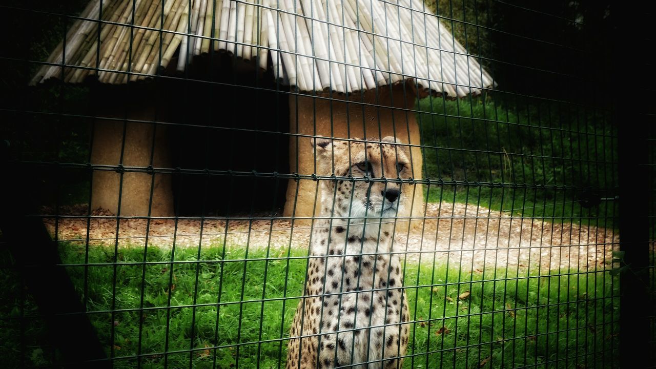 Achener Zoo